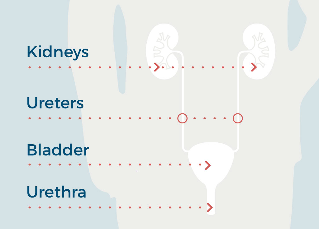 Urinary tract graphic